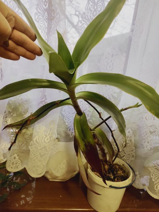 Золотий вус- лікувальна кімнатна рослина.