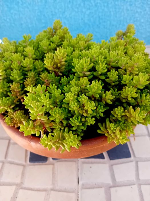 Suculenta em vaso de barro