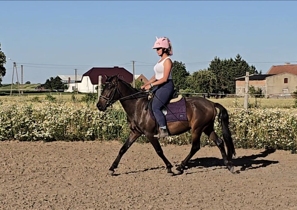 Super wałach, świetny ruch i charakter