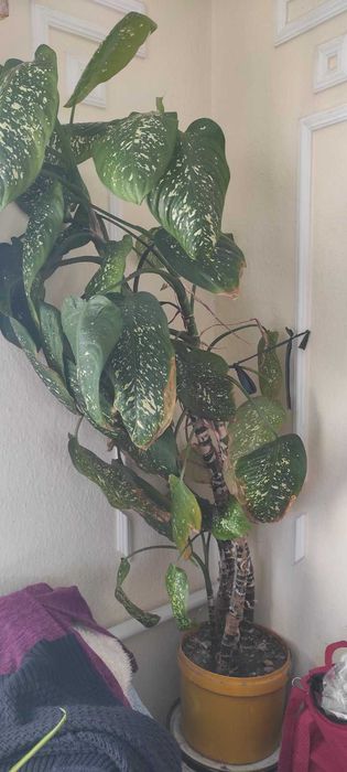 Акваріум з панорамним склом 300л.