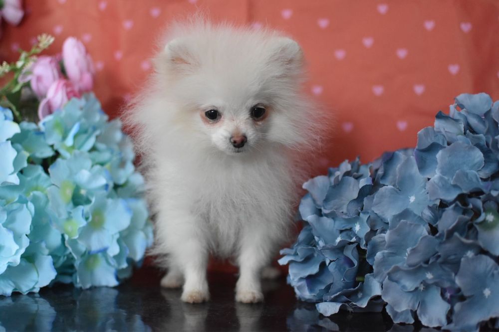 Я справжній друг шпіц