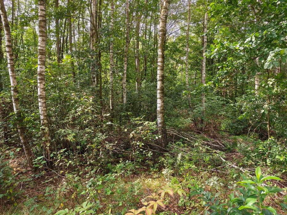 Działka 1,36 ha z lasem – MPZP A.RP – Krze Duże