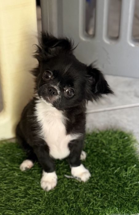 Sprzedam psa chihuahua