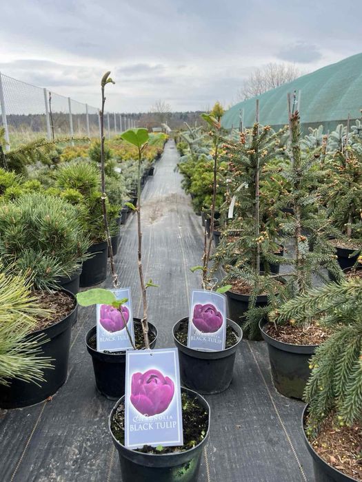 Магнолія Блек Тюліп (Black Tulip)