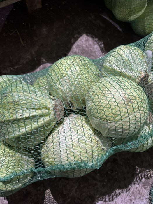 Продам Капусту «Агрессор»