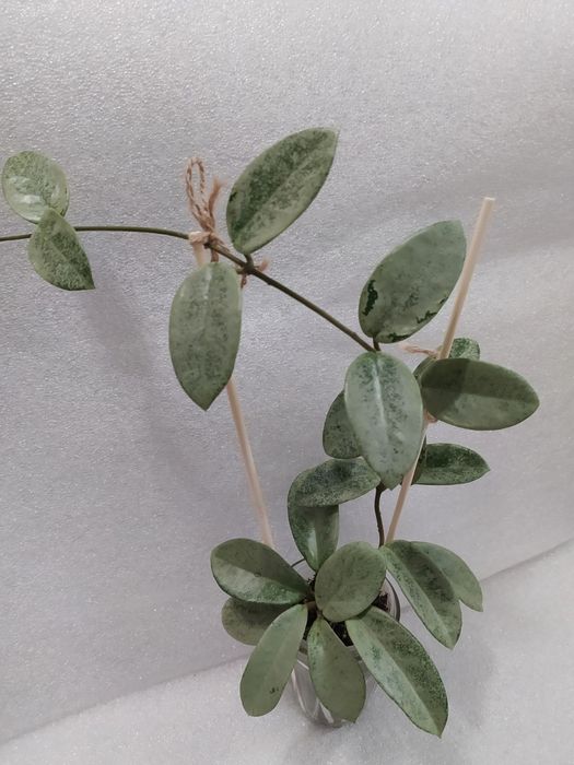 Хойї сільвер долар,нова гост,пубікаліс сільвер