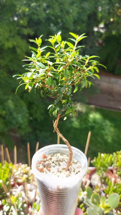 Мирт цветущий на штамбе под бонсай.