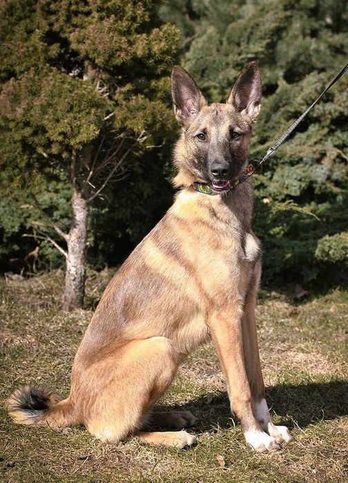 Убежала собака, метиc малинуa,помогите найти