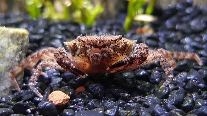GB Krab Mekhong - dowóz ryb!