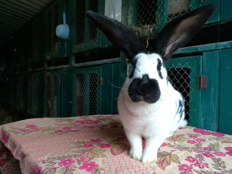 Німецький строкатий велетень (строкач)