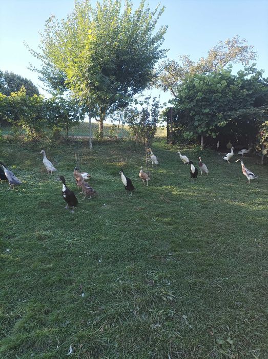 Kaczki biegusy indyjskie