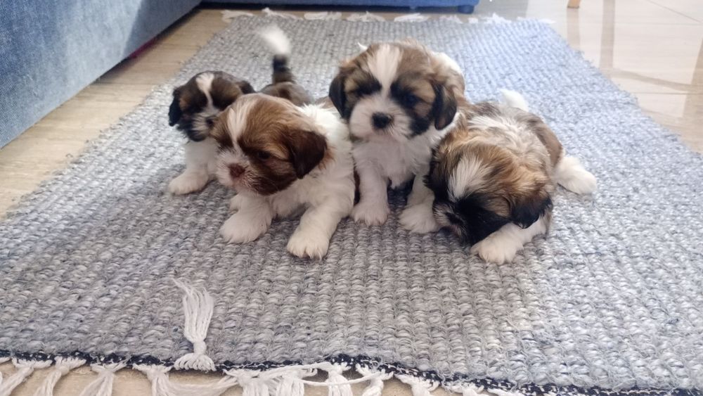 Shih TZU maluszek