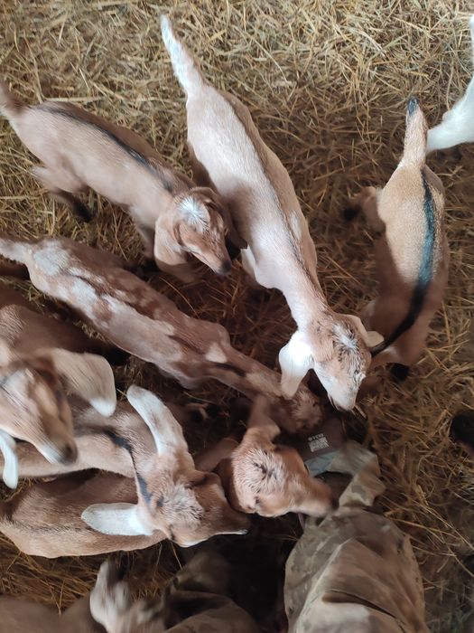 продам козинята сто  відсоткові.