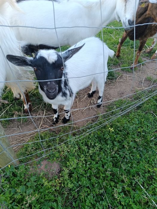 Cabritos para a Páscoa