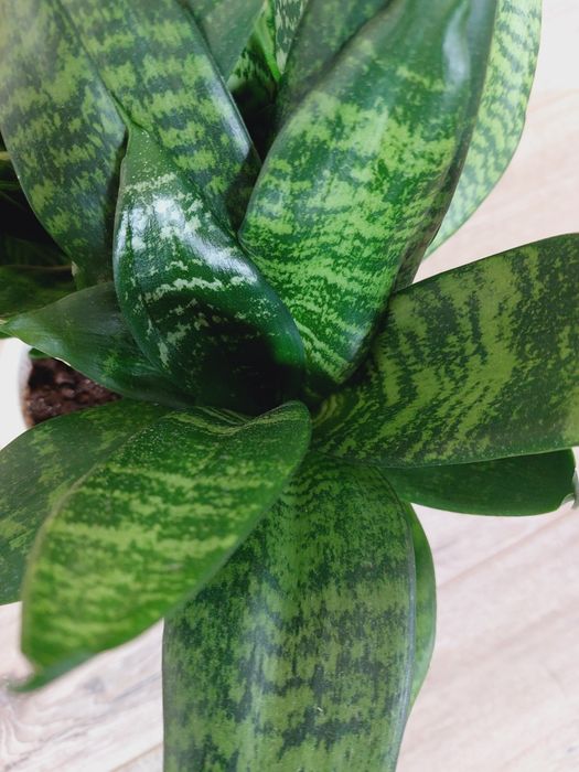 Сансевієрія Ханні в асортименті