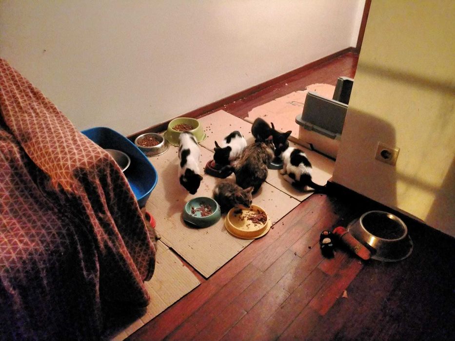 Gatinhos para adoção