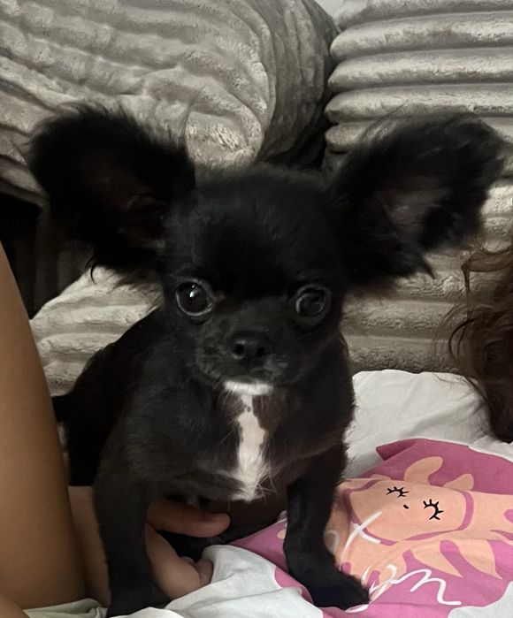 Chihuahua dlugowlosy piesek 5mcy malutki