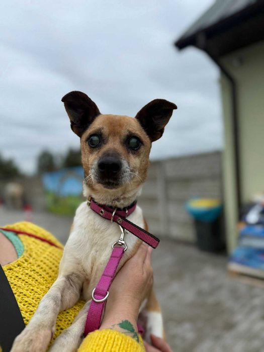 Mały piesek do adopcji, mini ratlerek mix, łagodny Rambo