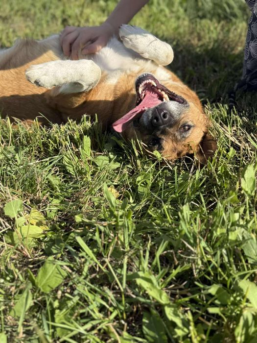 Suczka Sally do adopcji