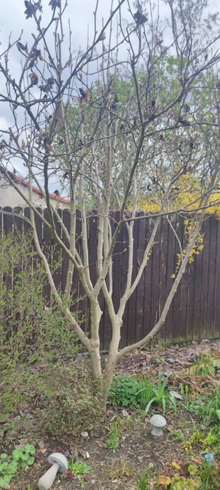 Magnolia Rustica Rubra, duża wielopniowa