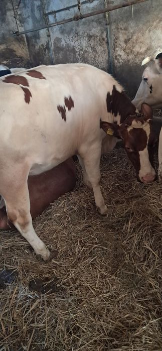 Jałówki cielne hf i rw