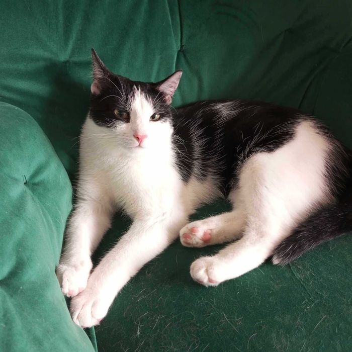 Gaduła i Inspektor: Wyjątkowy koci dwupak do adopcji. Poznaj ich!