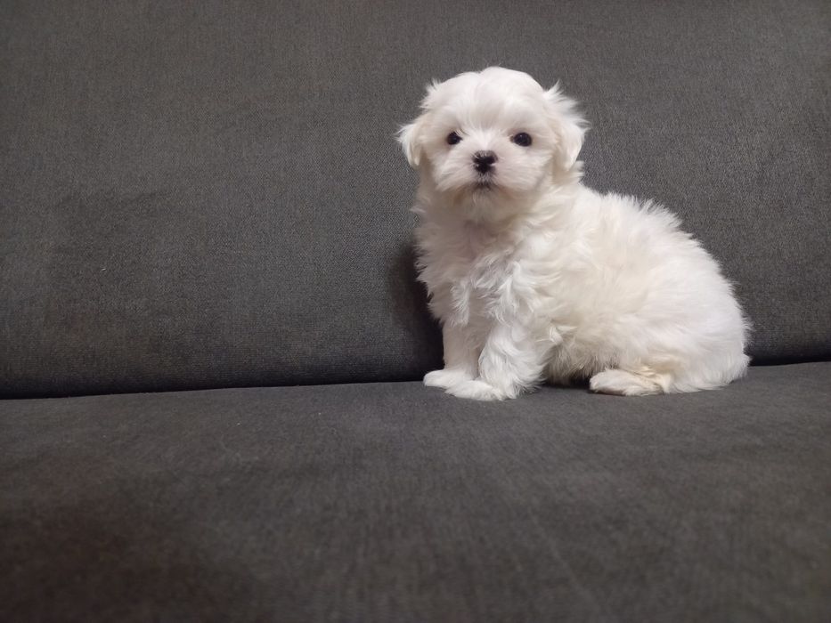 Maltańczyk śnieżnobiały chłopak