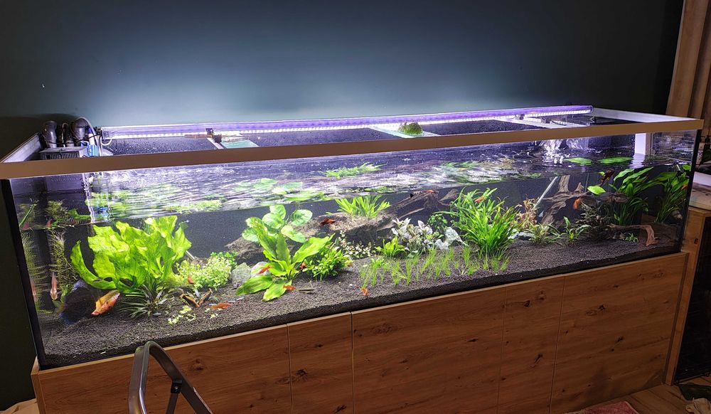 Zakładanie i serwis akwarium