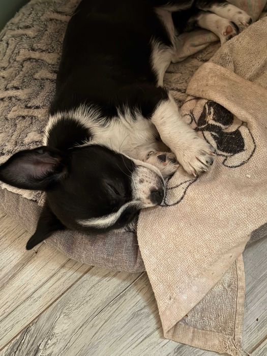 Śliczna dziewczynka Chihuahua