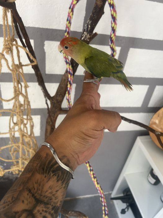 Rosseicolis criado a mão
