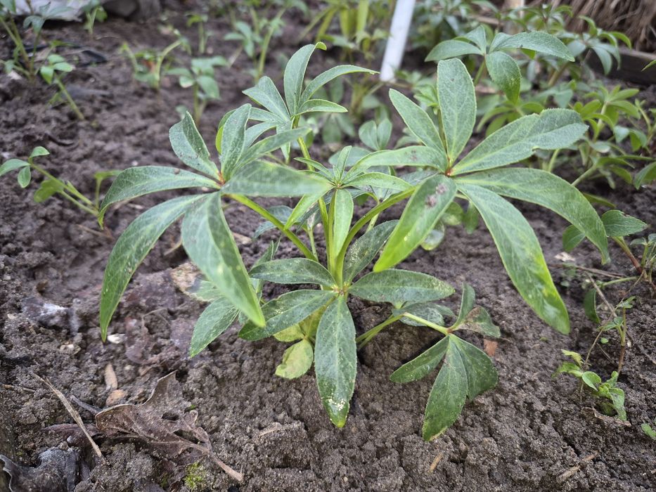 Ciemienik sadzonki 15cm 2x,