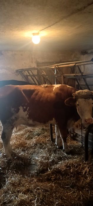 Sprzedam krowe i jałówkę, byczka, ciele