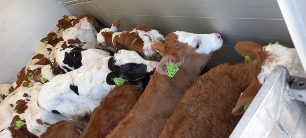 Cielęta krzyżówki