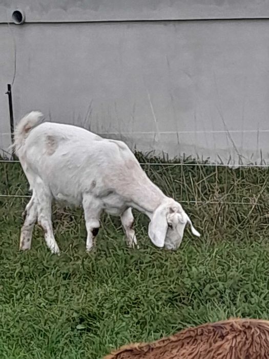 Кізочка Нубо Каморі