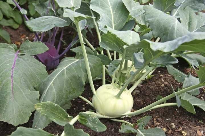 rozsada kalarepy "KREF" F-1 // " PITT" F-1