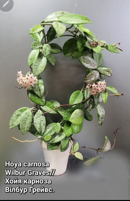 Хойя Вілбур Грейвс/АН-074