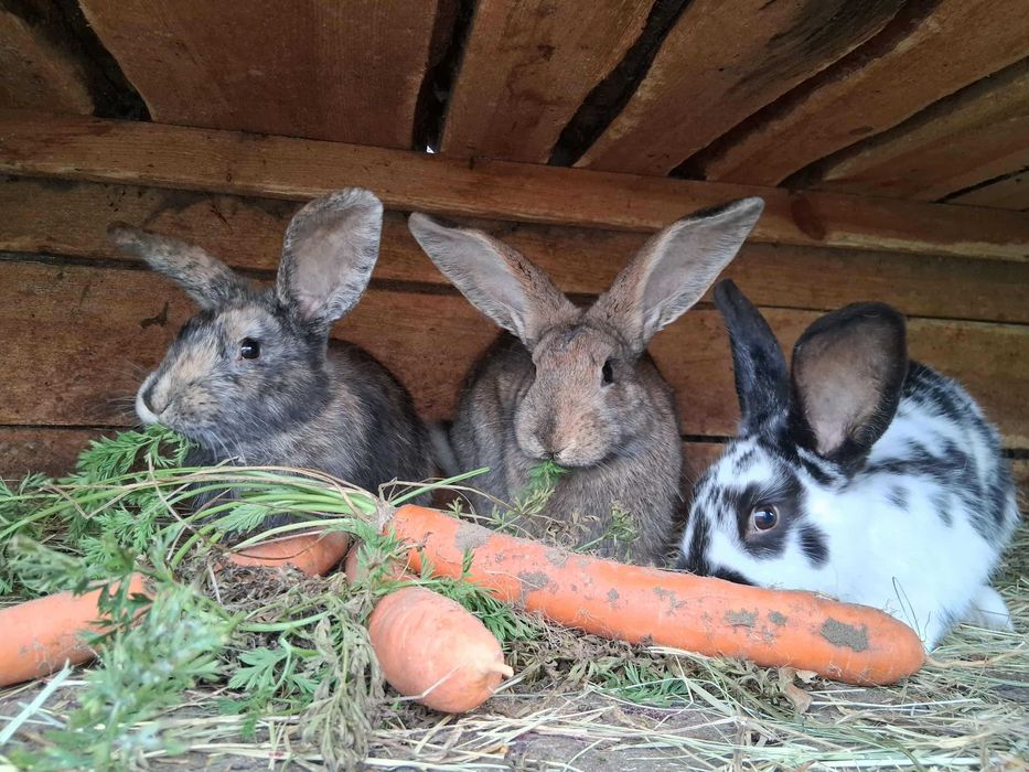 Króliki hodowlane