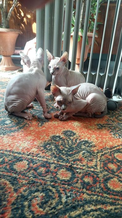 Продам котинята сфінкс