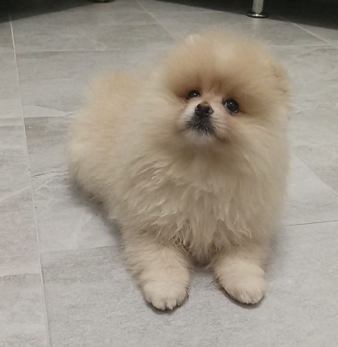 Шпіци ведмедики для вас