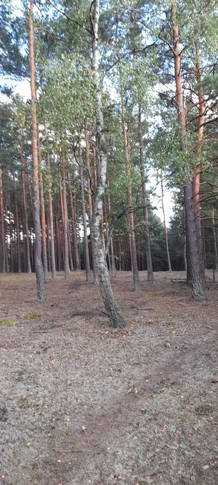 DZIAŁKA Leśna  Swornegacie