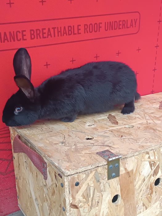 Sprzedam króliki różne