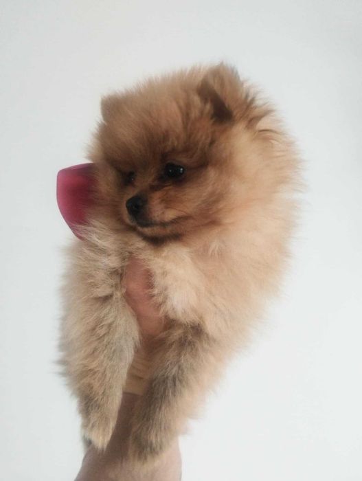 szpic miniaturowy - sunia, gotowa na zmianę domku