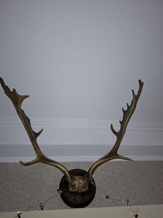 Роги оленя натуральні