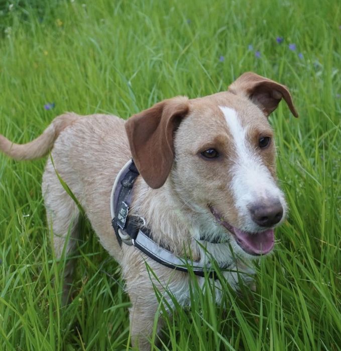 Cãozinho jovem para adoção responsável