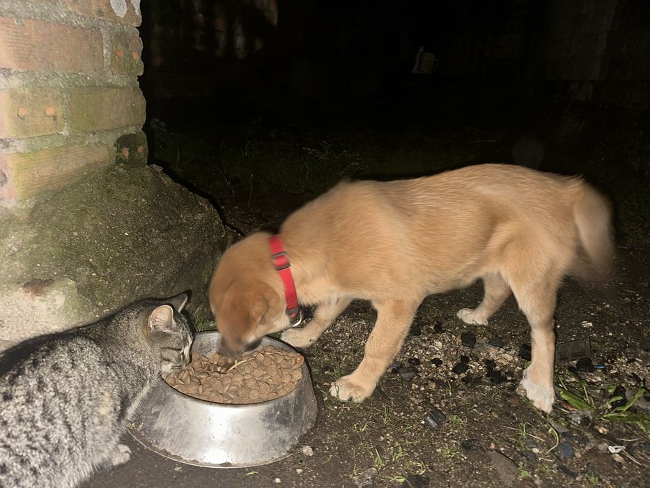 Urgente cachorra 3 meses