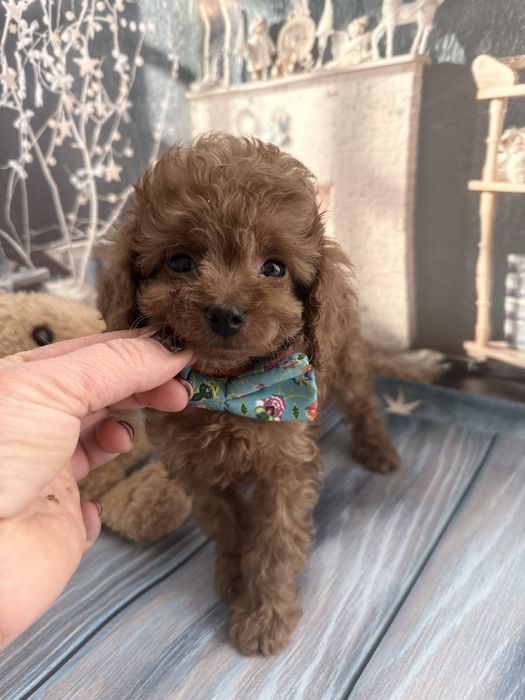 Малесенький диво хлопчик