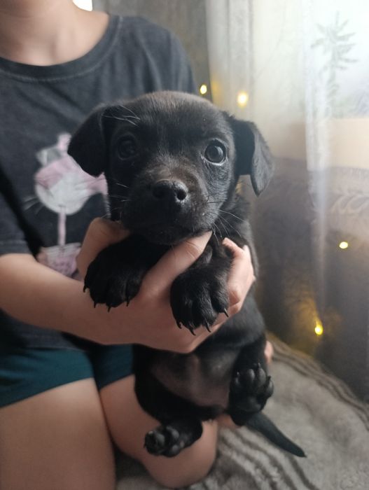 Отдам в хорошие руки