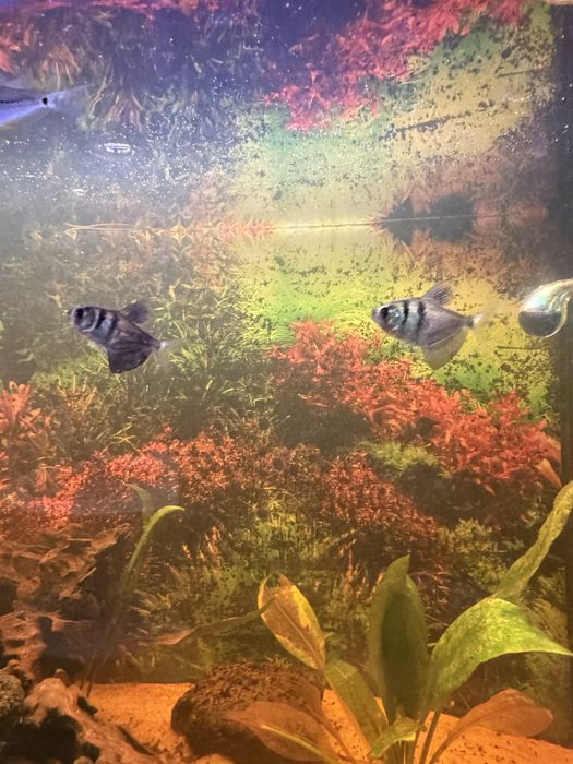 Ryba tetra żałobniczka