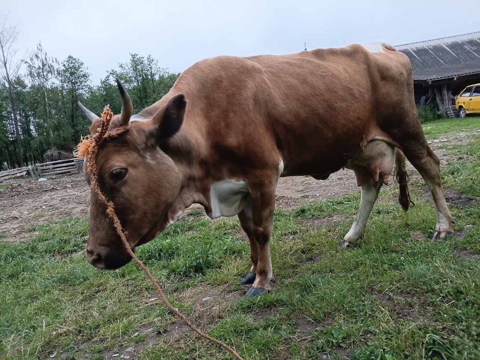 Продається корова