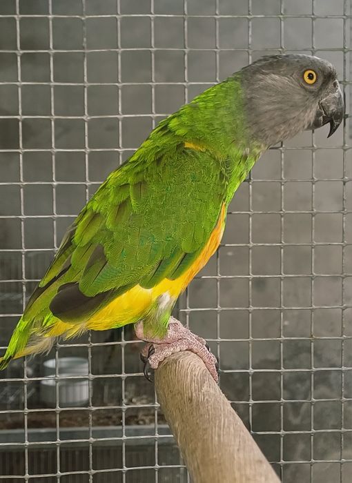 Papagaios do Senegal / Poicephalus senegalus